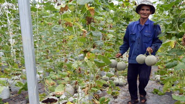 Hậu Giang: Thu bạc tỷ từ vườn dưa lưới công nghệ cao
